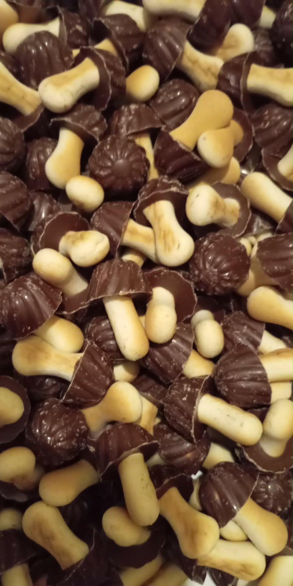 Champignon chocolat
